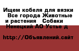 Ищем кобеля для вязки - Все города Животные и растения » Собаки   . Ненецкий АО,Устье д.